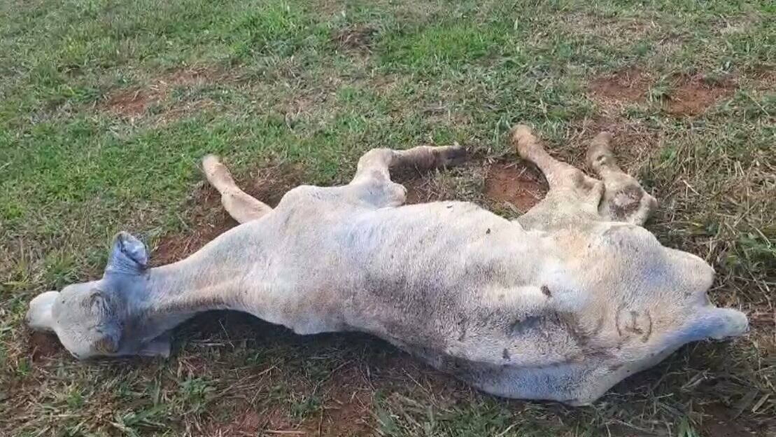 Imagem de compartilhamento para o artigo Infestação de moscas da cana faz fazendeiro sacrificar gado e preocupa proprietários rurais em Costa Rica da MS Todo dia